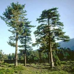 Pinus nigra calabrica
